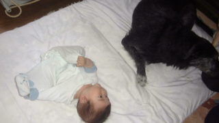 メイシーちゃんのぬいぐるみ